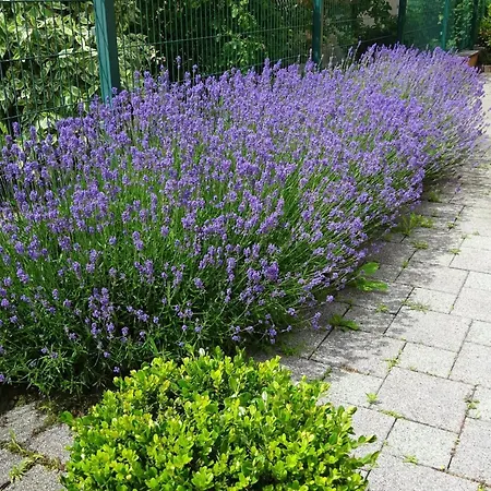 Ideal Proche Petite Venise - 5 Pers. - Fr-1-744-58